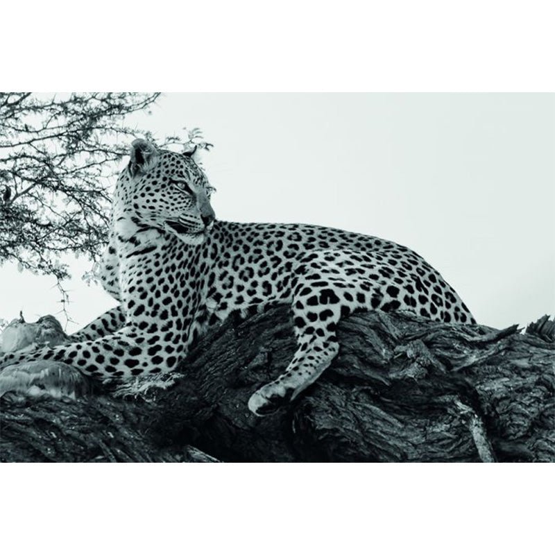 Jaguar glasschilderij ontwerp